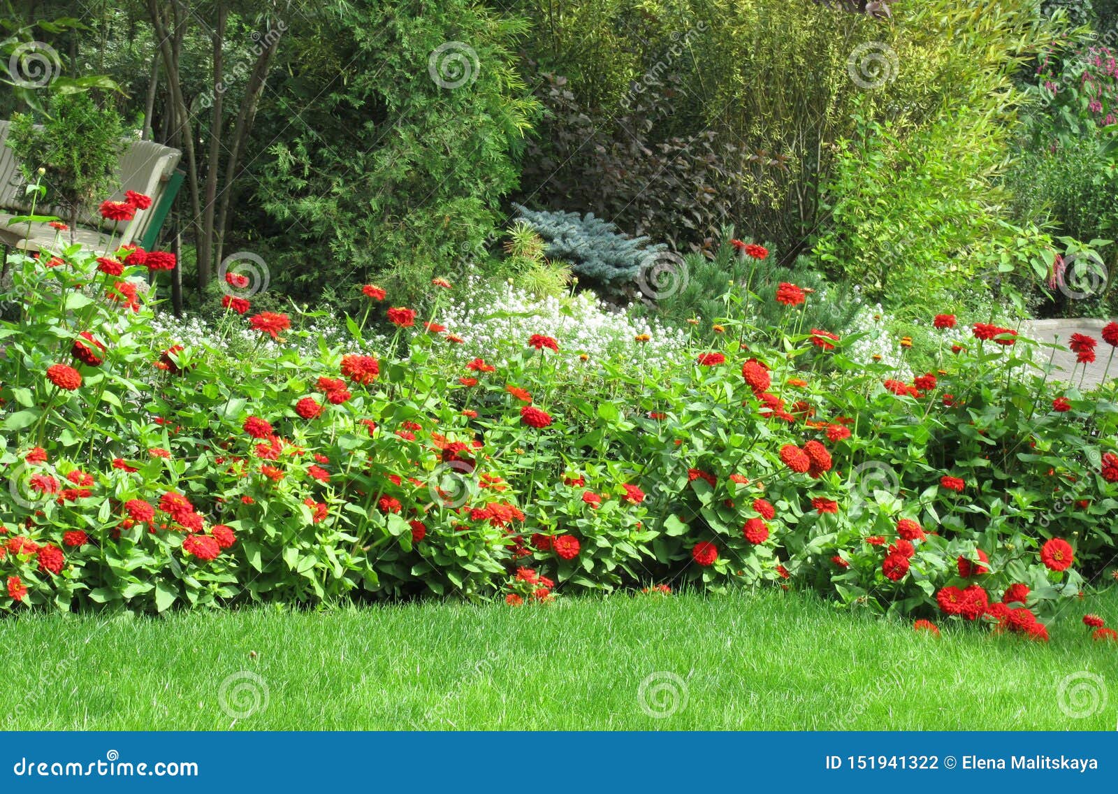 Canteiro De Flores Com Dálias Vermelhas, Flores Brancas Foto de Stock -  Imagem de crescimento, alaranjado: 151941322