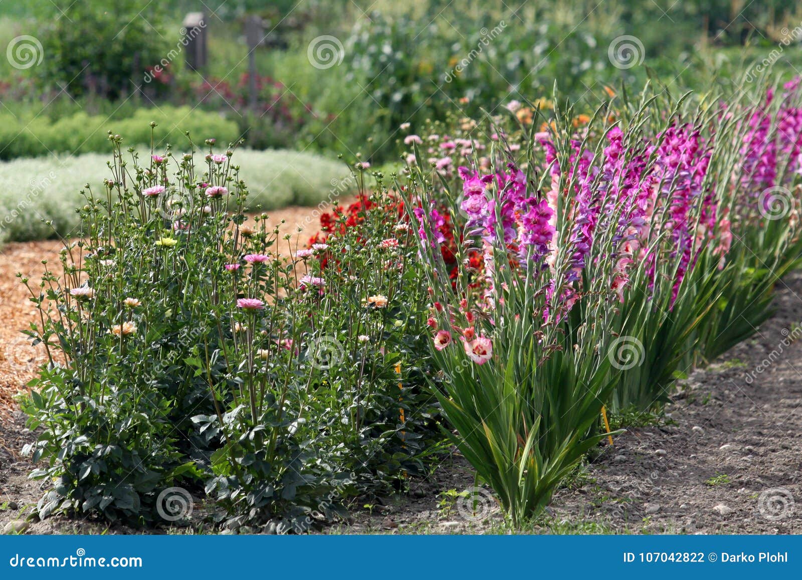Canteiro De Flores Do Verão Com Tipos De Flor, Zinnia E Bulbos Da Dália  Foto de Stock - Imagem de floreado, jardim: 107042822