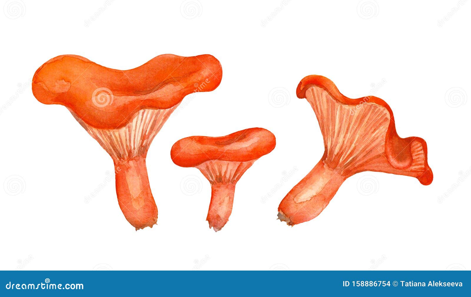 Cantharellus Cibarius Mushrooms on White Background. Watercolor ...