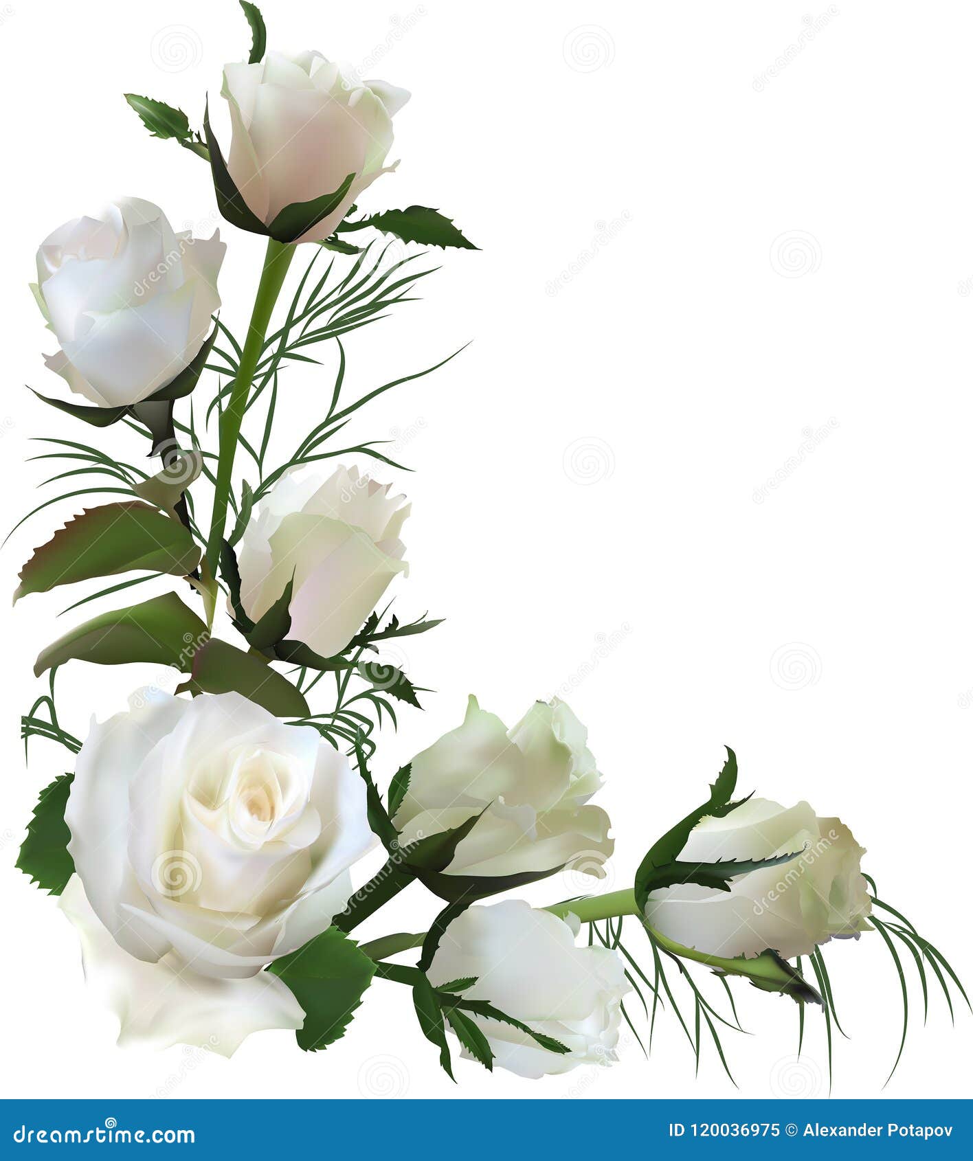 Canto Das Rosas Do Branco Sete Ilustração do Vetor Ilustração de