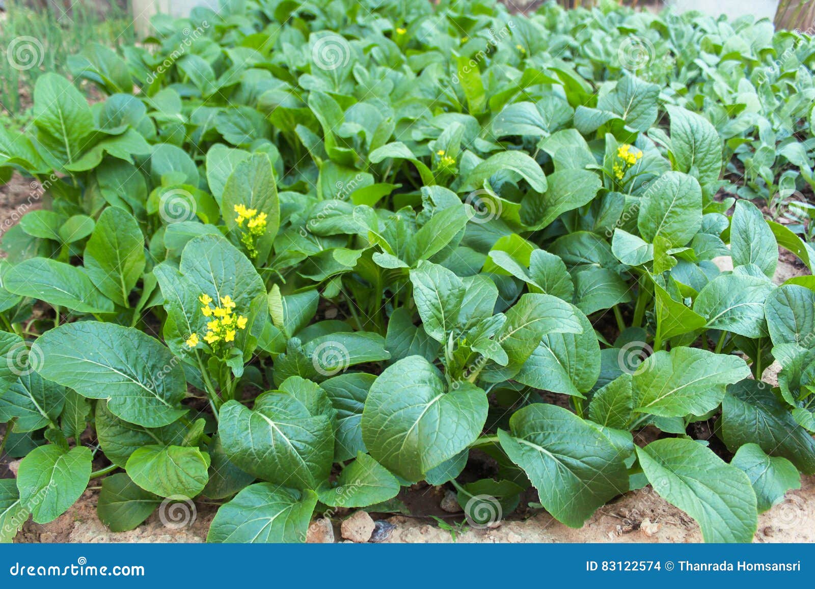 Canton or Choy Vegetable with Yellow Flower Stock Photo Image of