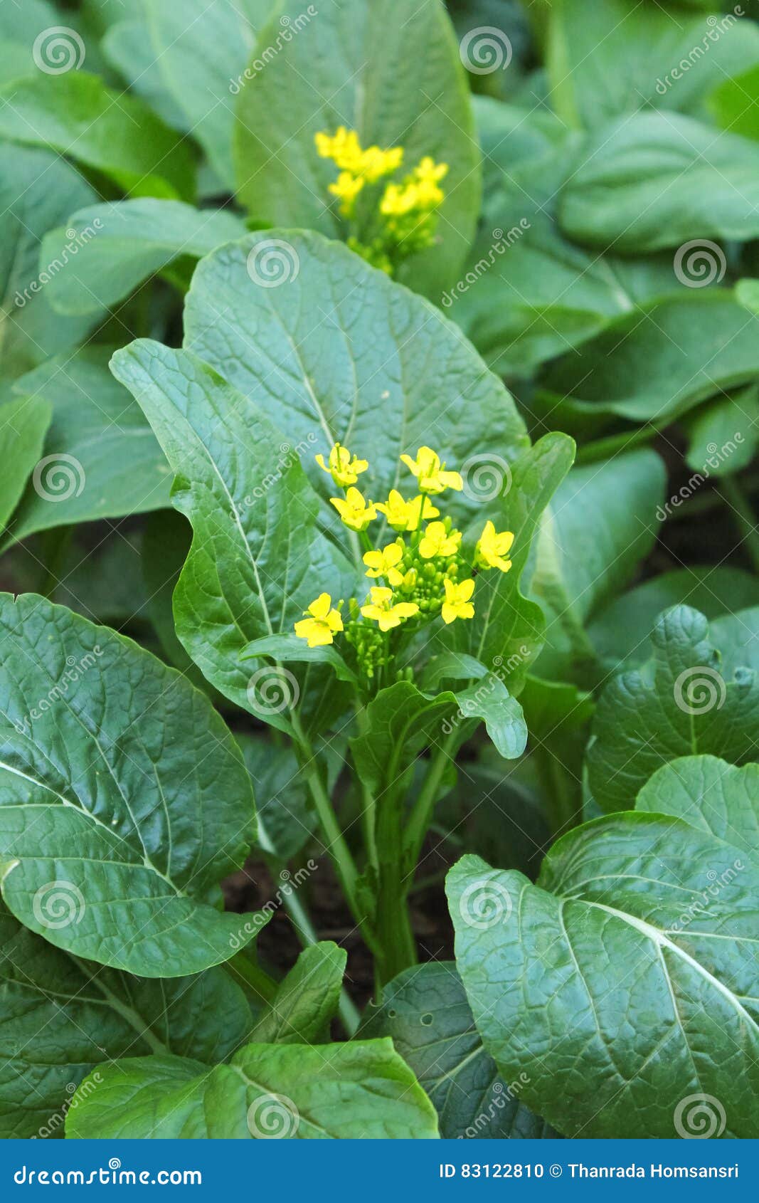 Bok Choy Cross Section Design RoyaltyFree Stock Image 172775188