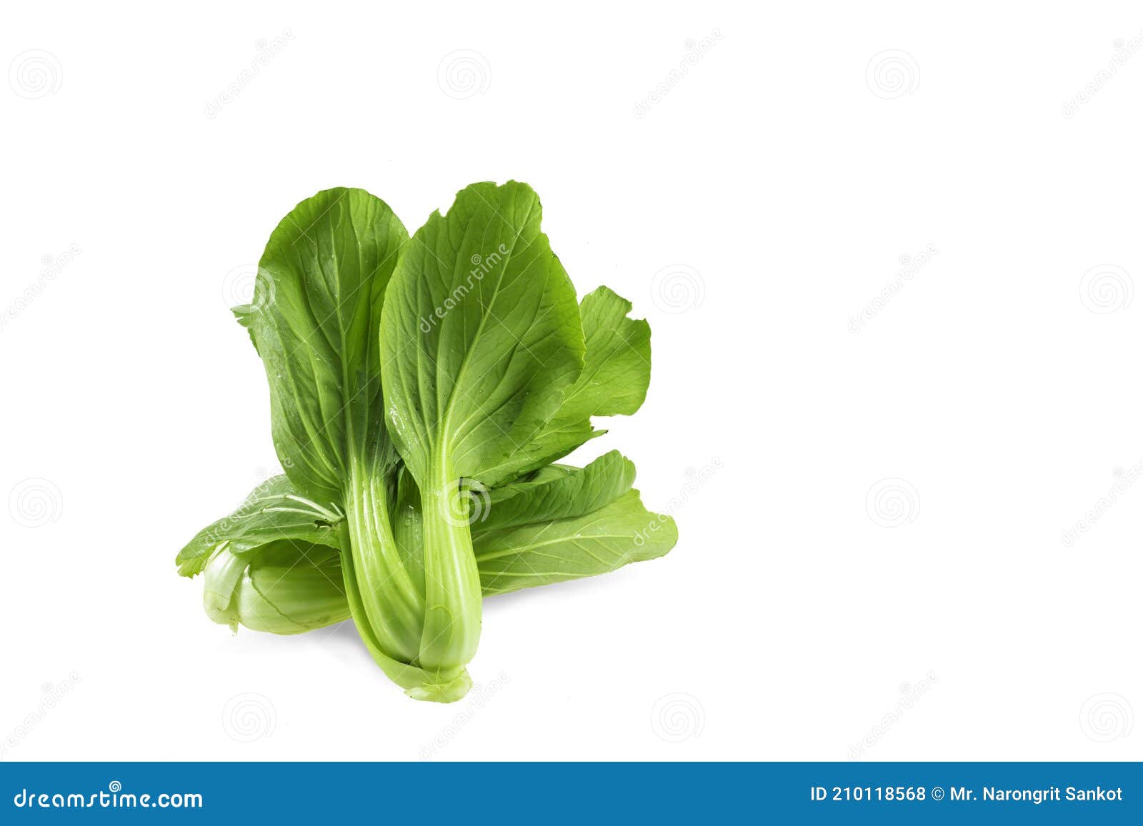 Cantonese lettuce stock photo. Image of freshness, agriculture 210118568