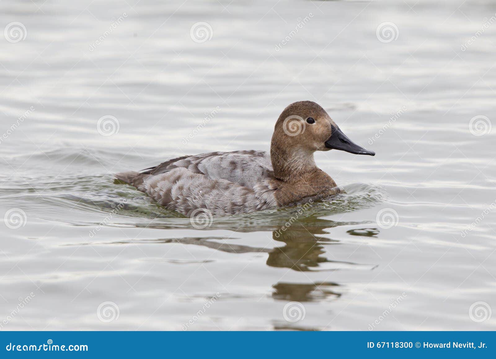 canvasback female duck in water