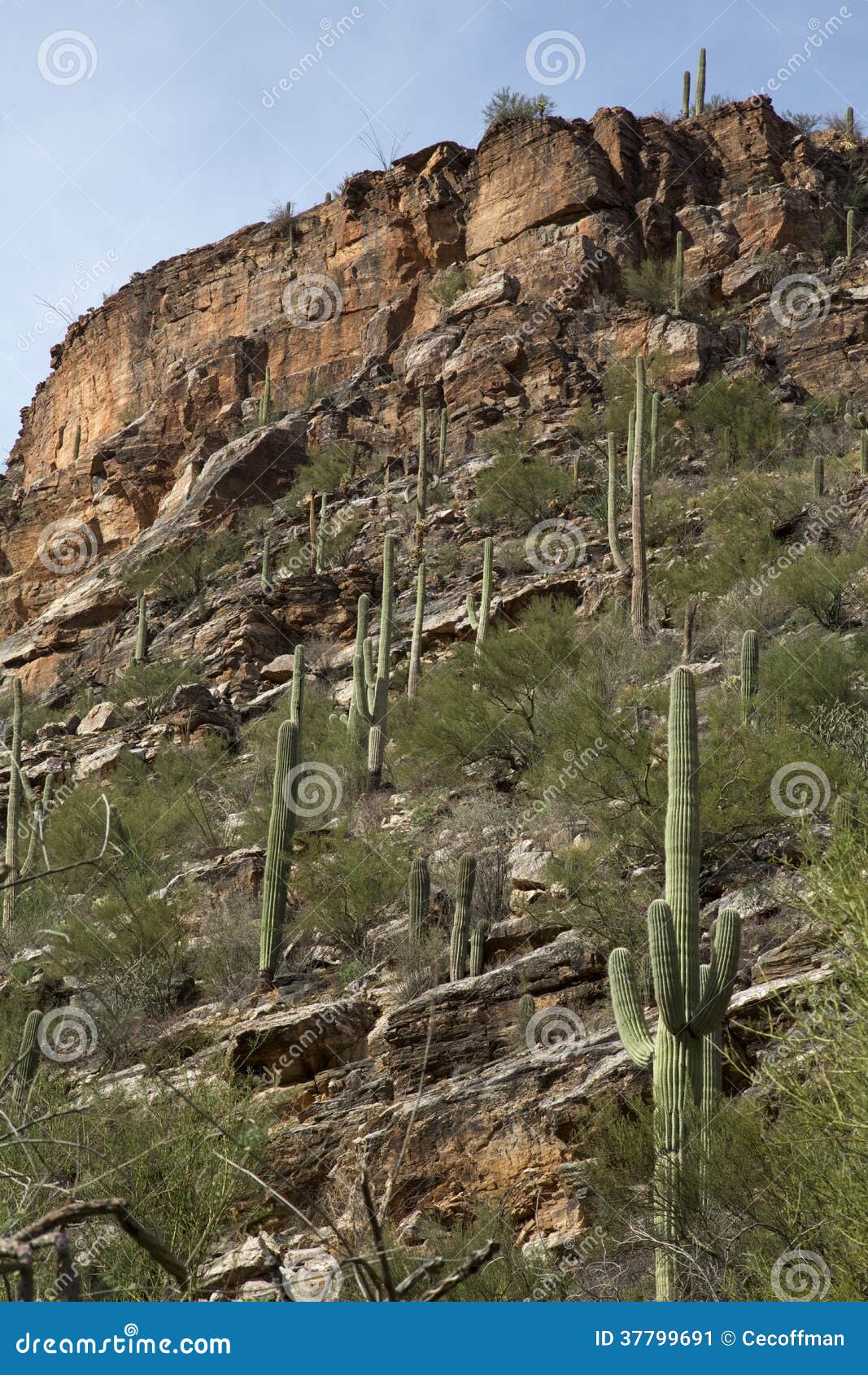 Canyon Cacti stock image. Image of states, sabino, tour 37799691