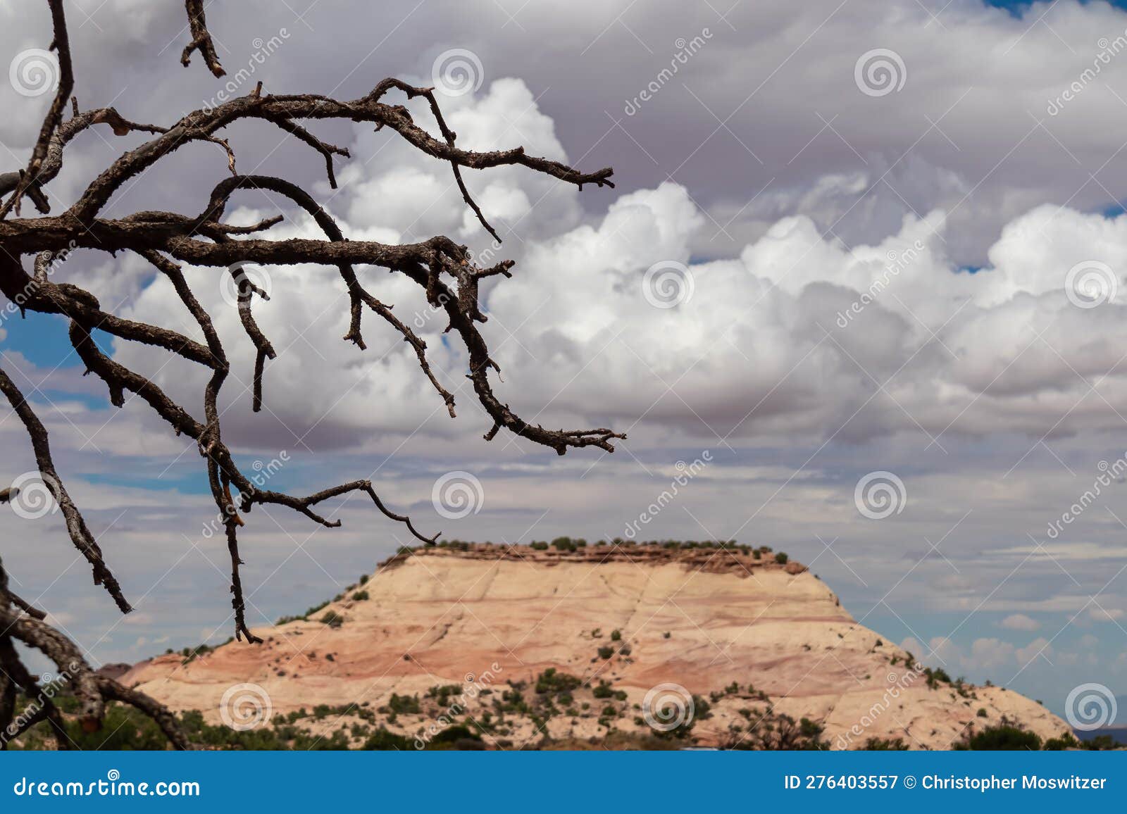 Canyonlands - Old Dry Juniper Tree with Scenic View of White Sandstone ...