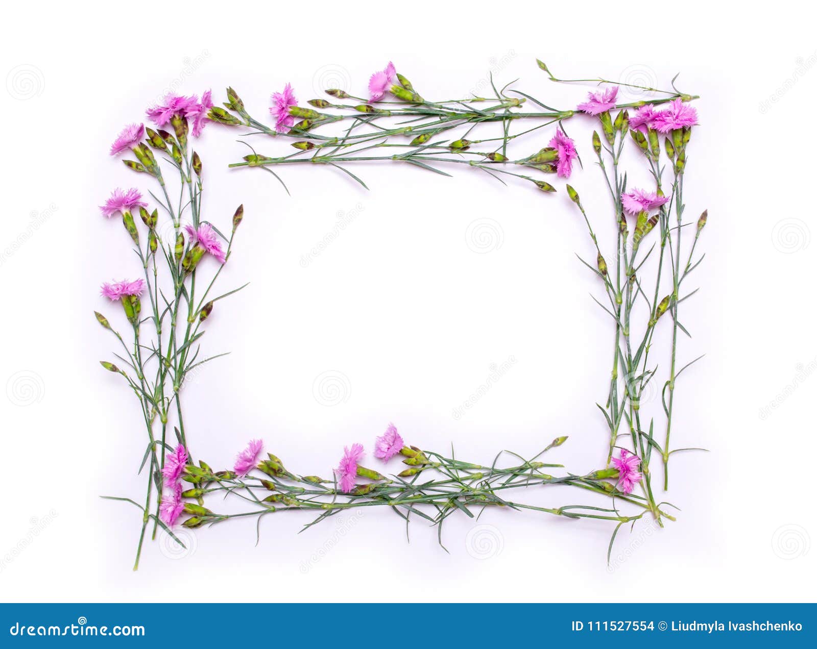 Capítulo De Flores Delicadas Flores Rosadas De La Primavera En El Fondo Blanco Foto de archivo - Imagen de arte, plano: 111527554 Capítulo De Flores Delicadas Flores Rosadas De La Primavera En El Fondo Blanco Foto de archivo - Imagen de arte, plano: 111527554