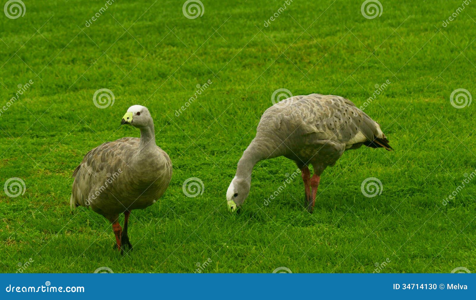 cape barren geese