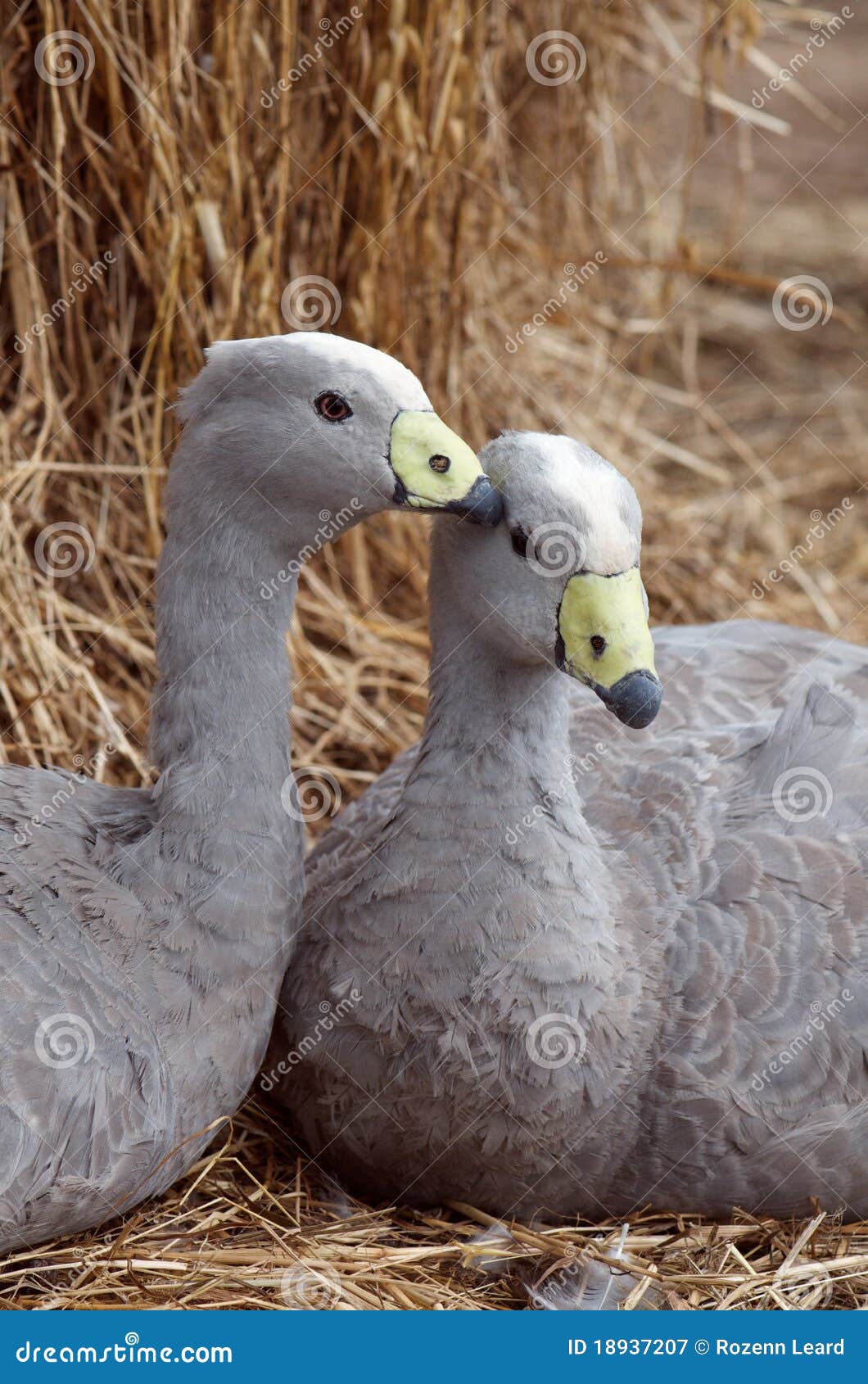 cape barren goose