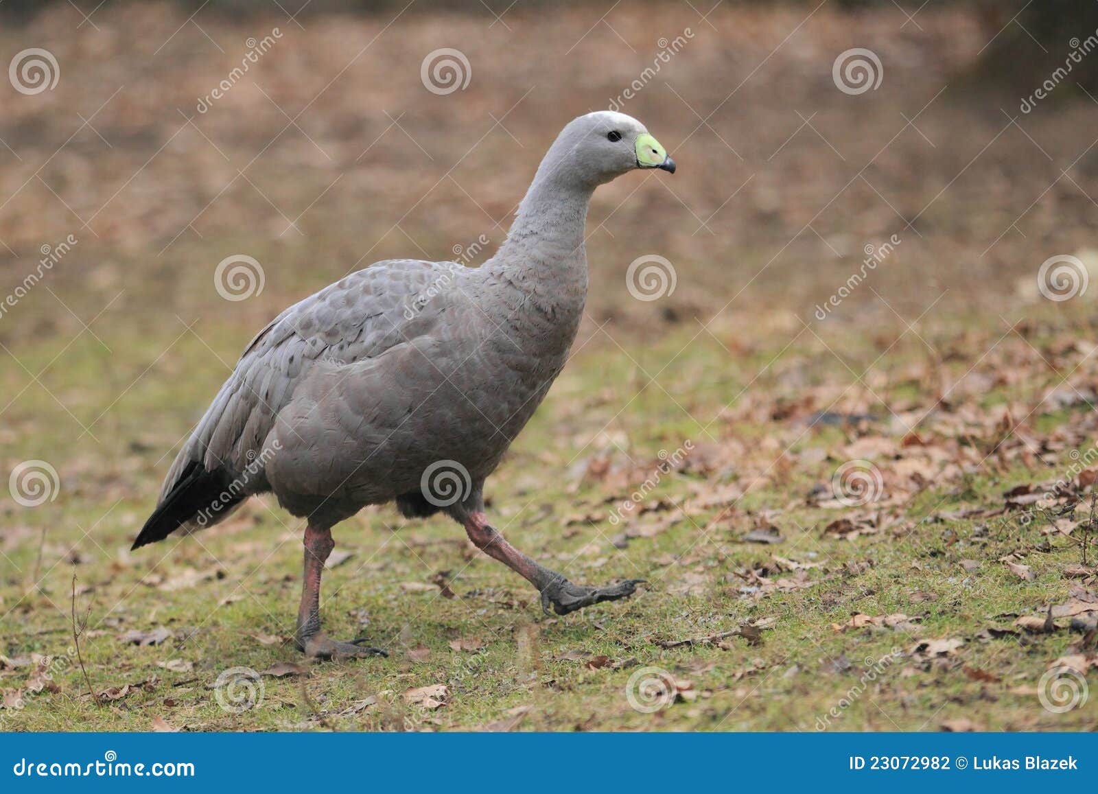 cape barren goose