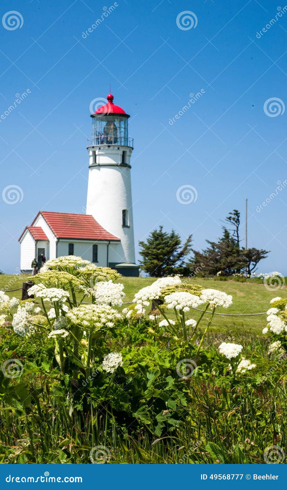 cape blanco lighthouse with flowers