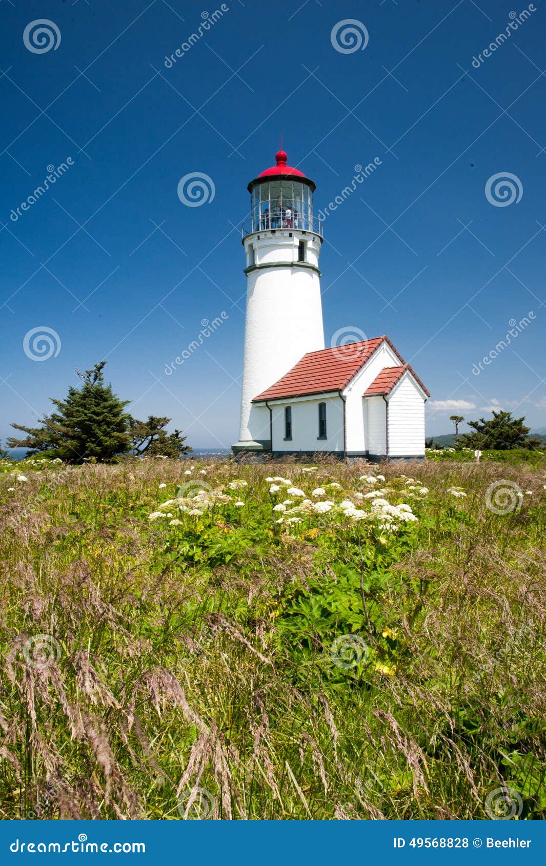 cape blanco lighthouse with native flowers