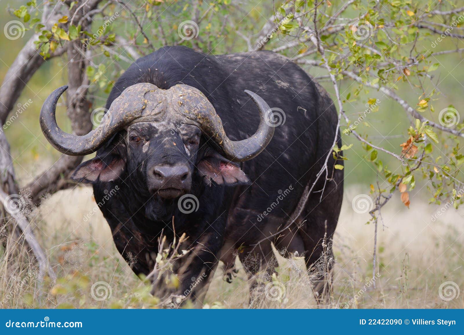 Cape buffalo stock photo. Image of black, large, bovine 22422090