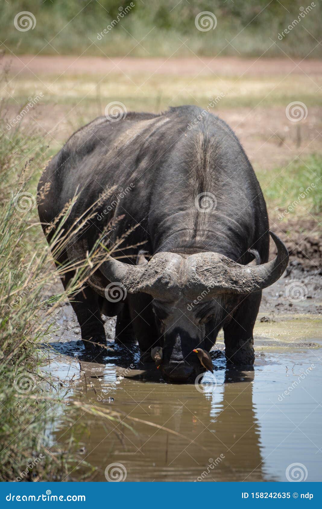 Cape Buffalo Drinking from Muddy Stock - Image of safari, 158242635