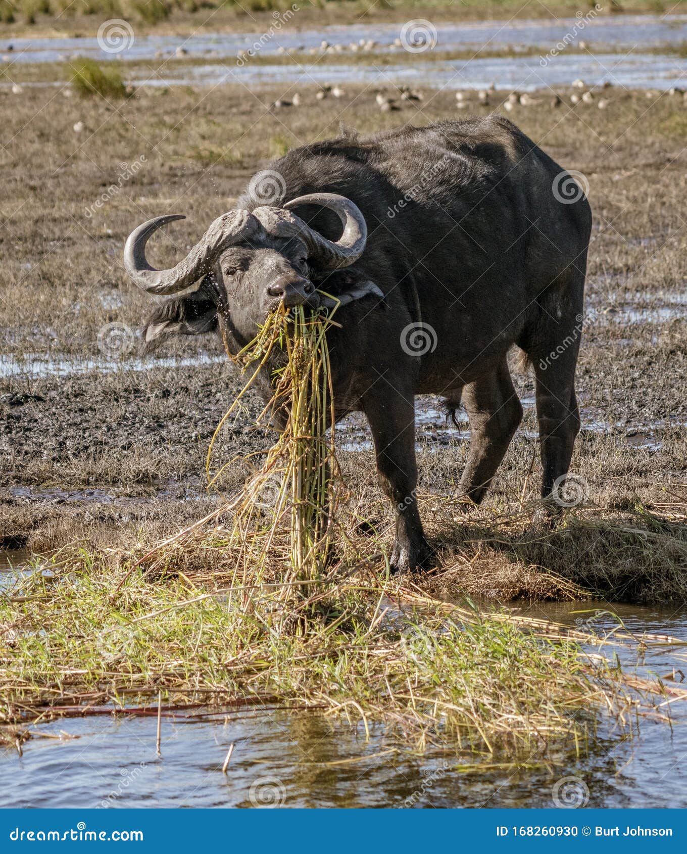 Cape Buffalo Eats Hippo Grass from a Marsh Stock Photo Image of