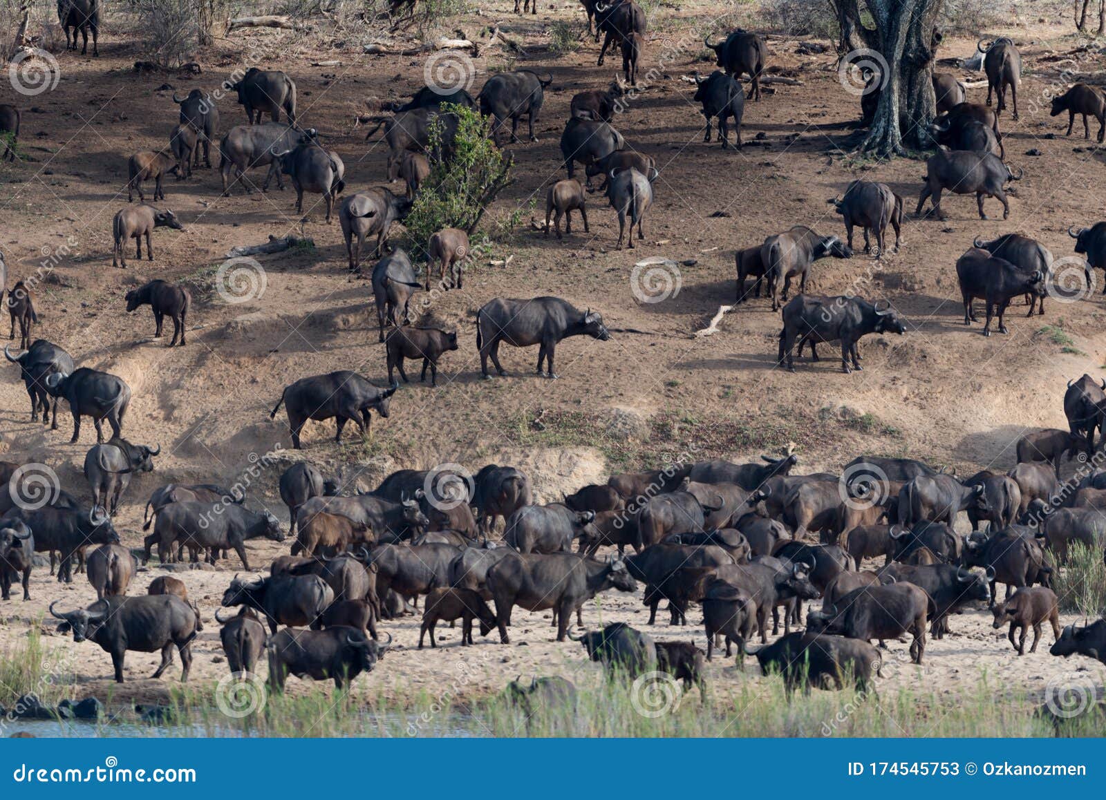 Cape buffalo herd stock image. Image of game, buffalo 174545753