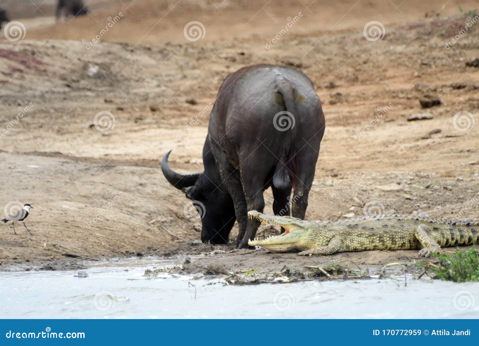 krave Forretningsmand morder Cape Buffalo and a Nile Crocodile, Queen Elizabeth National Park, Uganda  Stock Image - Image of elizabethnational, buffalos: 170772959