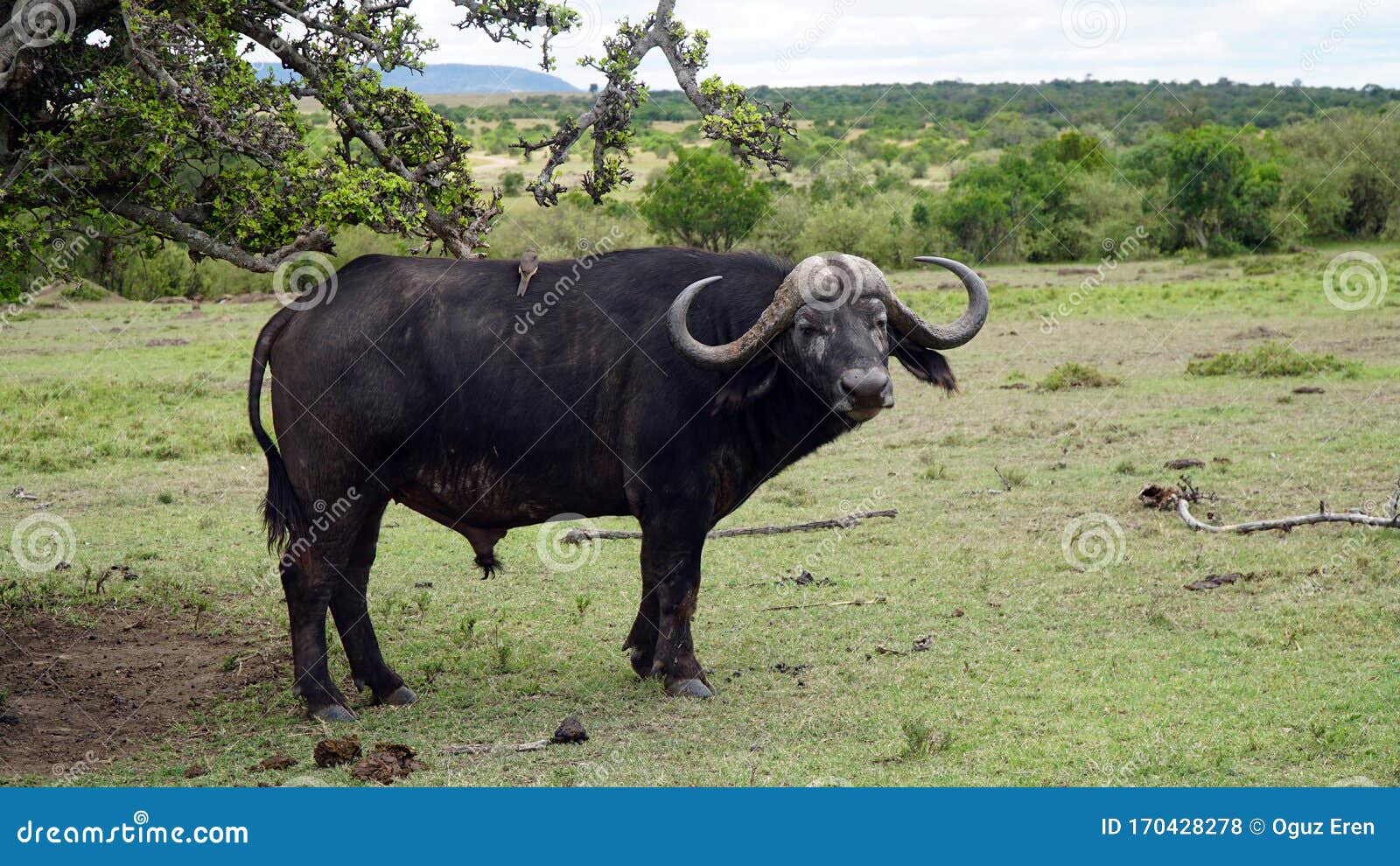 cape buffalo one of the african big five