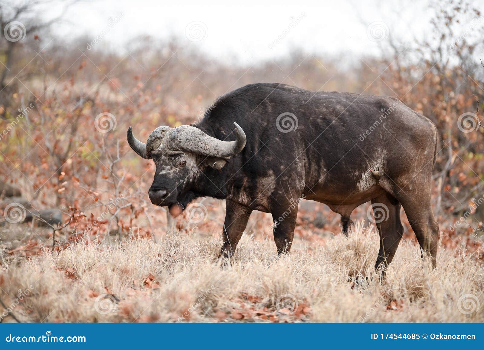 Fremtrædende Magnetisk type 1,730 Herd African Buffalo Cape Buffalo Photos - Free & Royalty-Free Stock  Photos from Dreamstime - Page 6