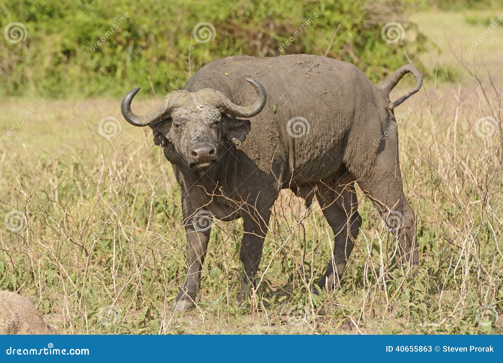 cape buffalo in the veldt