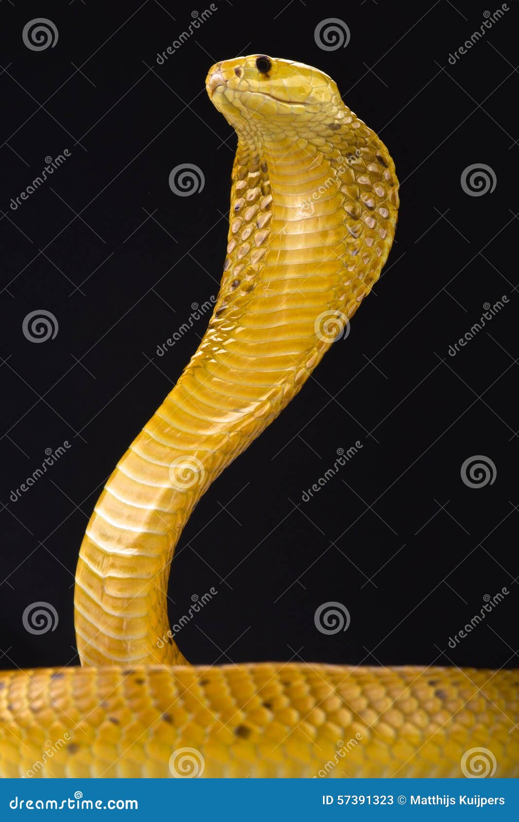 COBRA