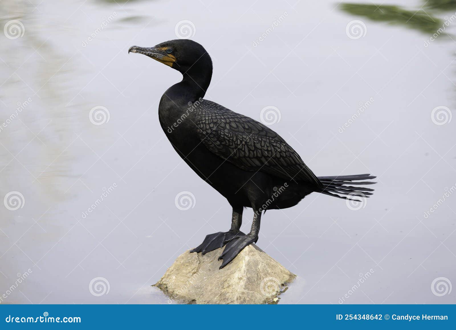 Cape cormorant stock photo. Image of local, bords, feathers 254348642