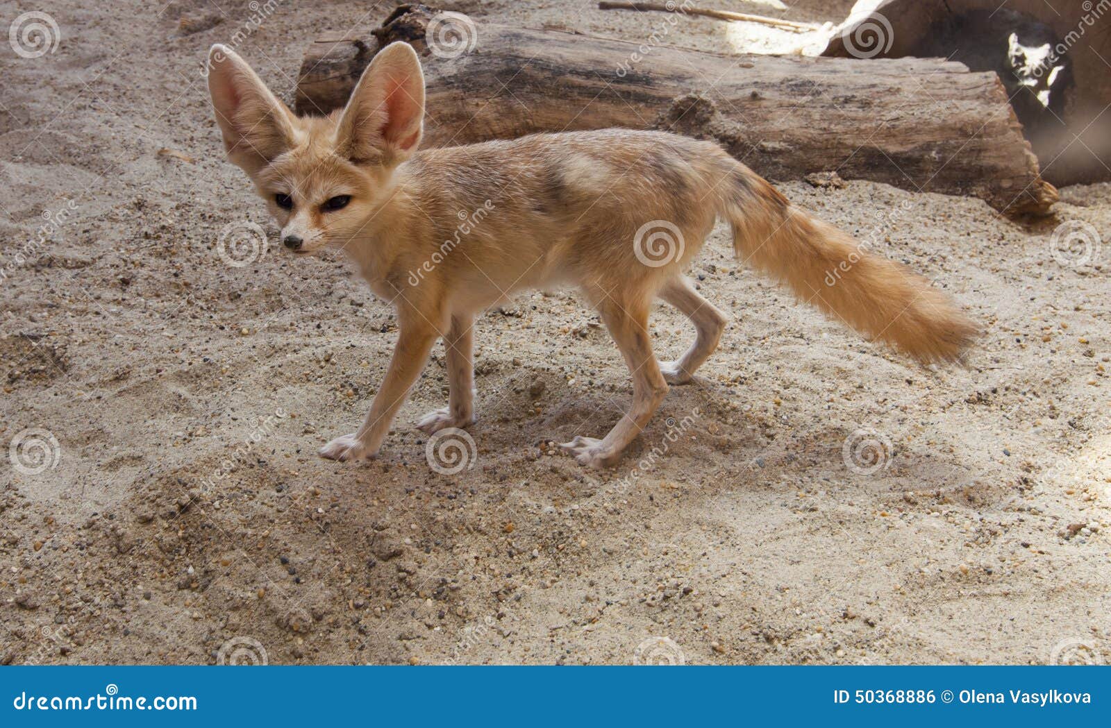 cape fox on the desert