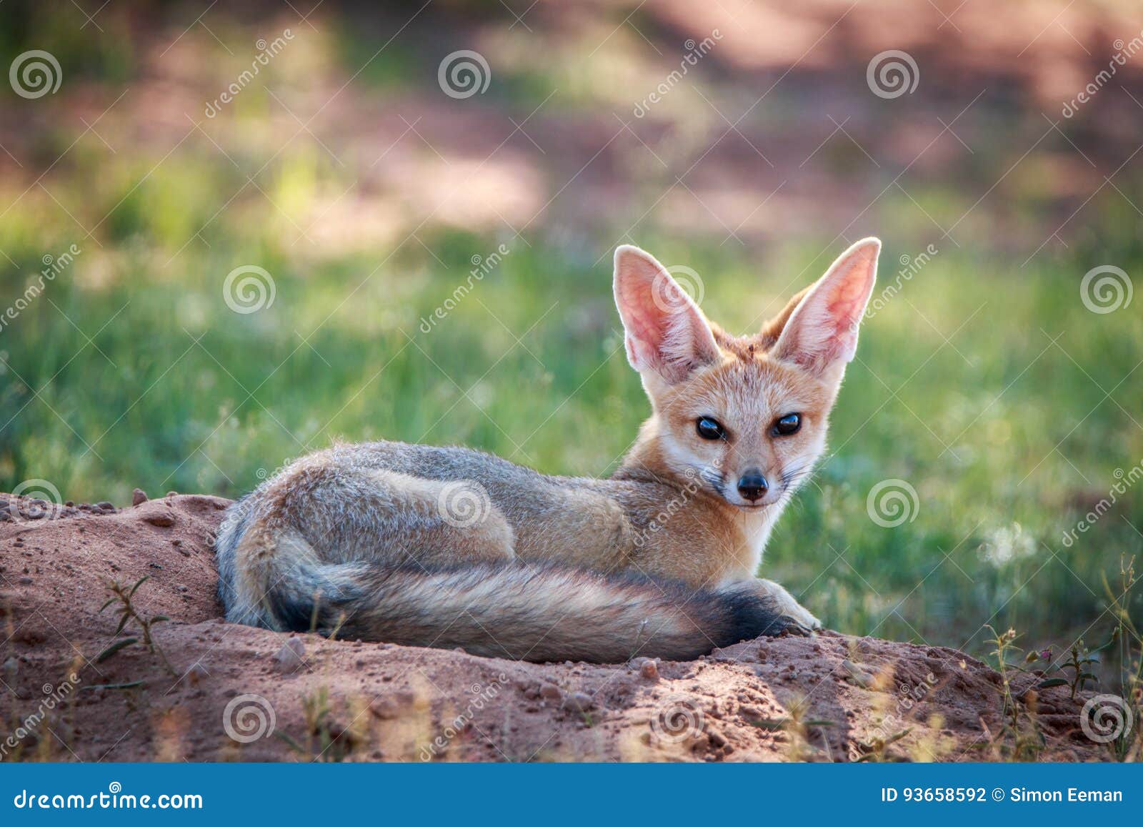 109 Wild Fox Laying Down Stock Photos - Free & Royalty-Free Stock