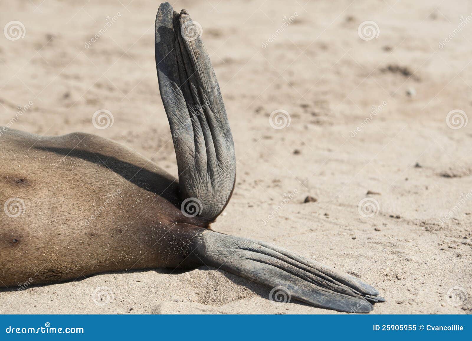 Cape fur Seals flippers stock image. Image of africa 25905955