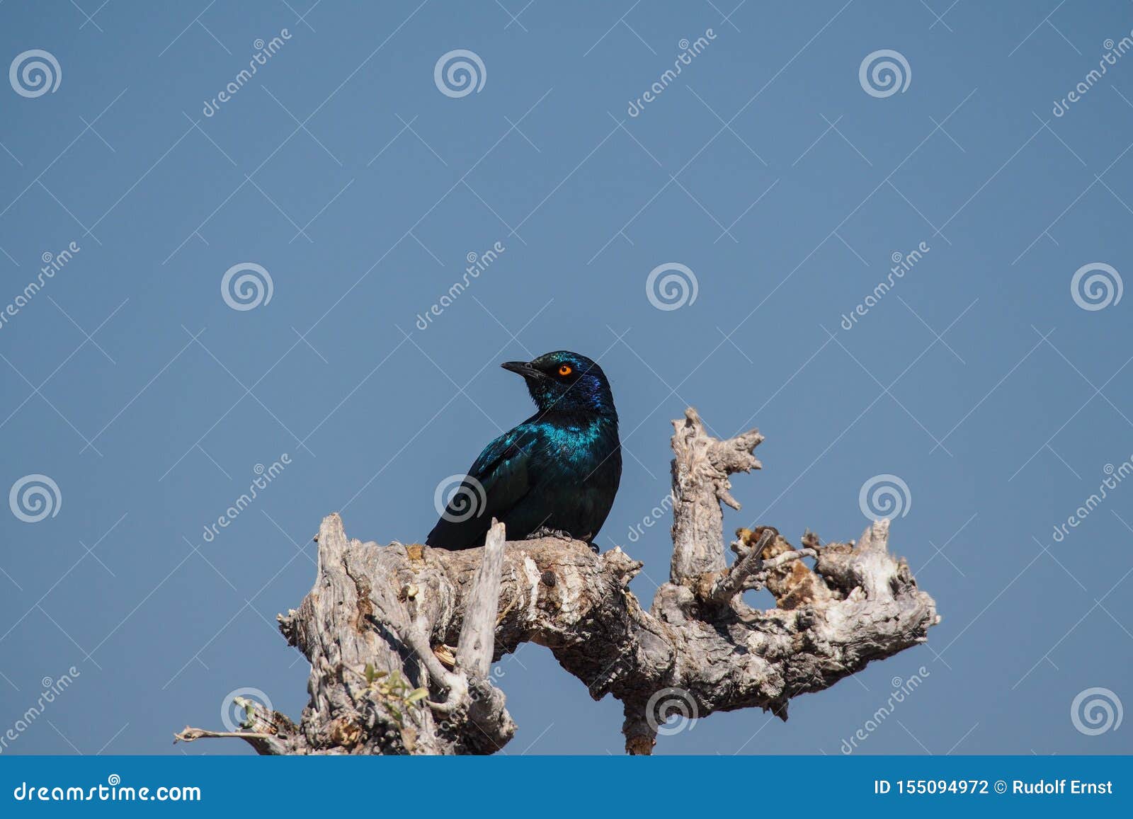 cape glossy starling, lamprotornis nitens in etosha park, namibia