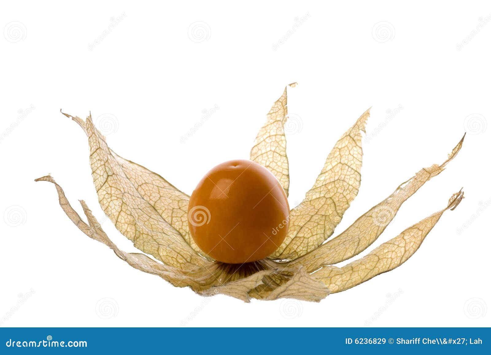 Cape Gooseberry In Betel Palm Plate Isolated On White Background Stock ...