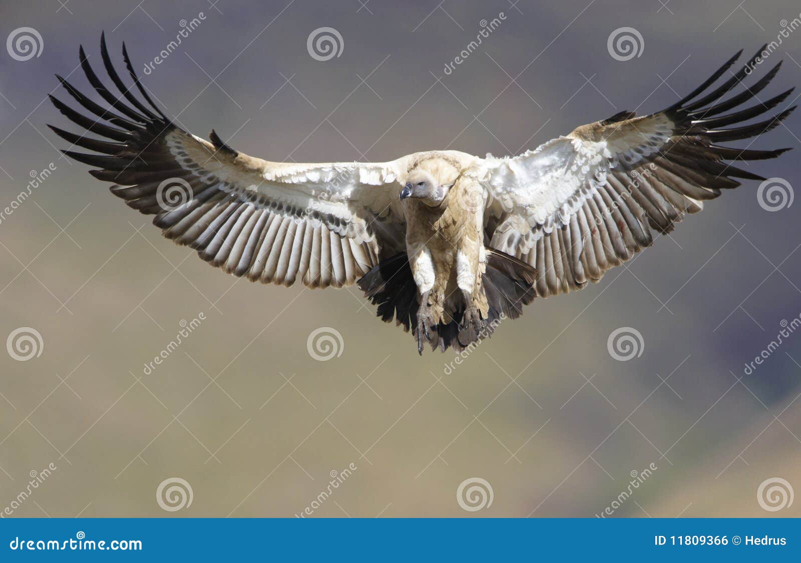 the cape griffon or cape vulture