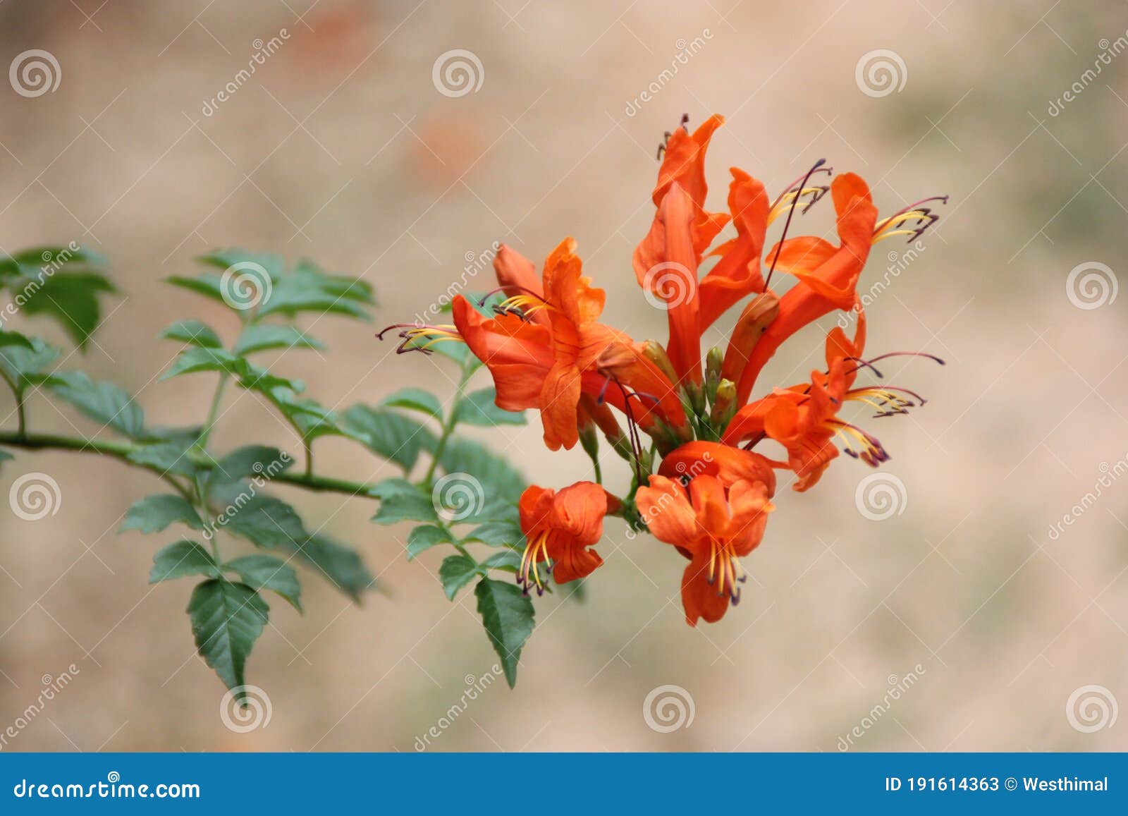 Cape Honeysuckle, Capensis Stock Image Image of capensis, scrambling 191614363