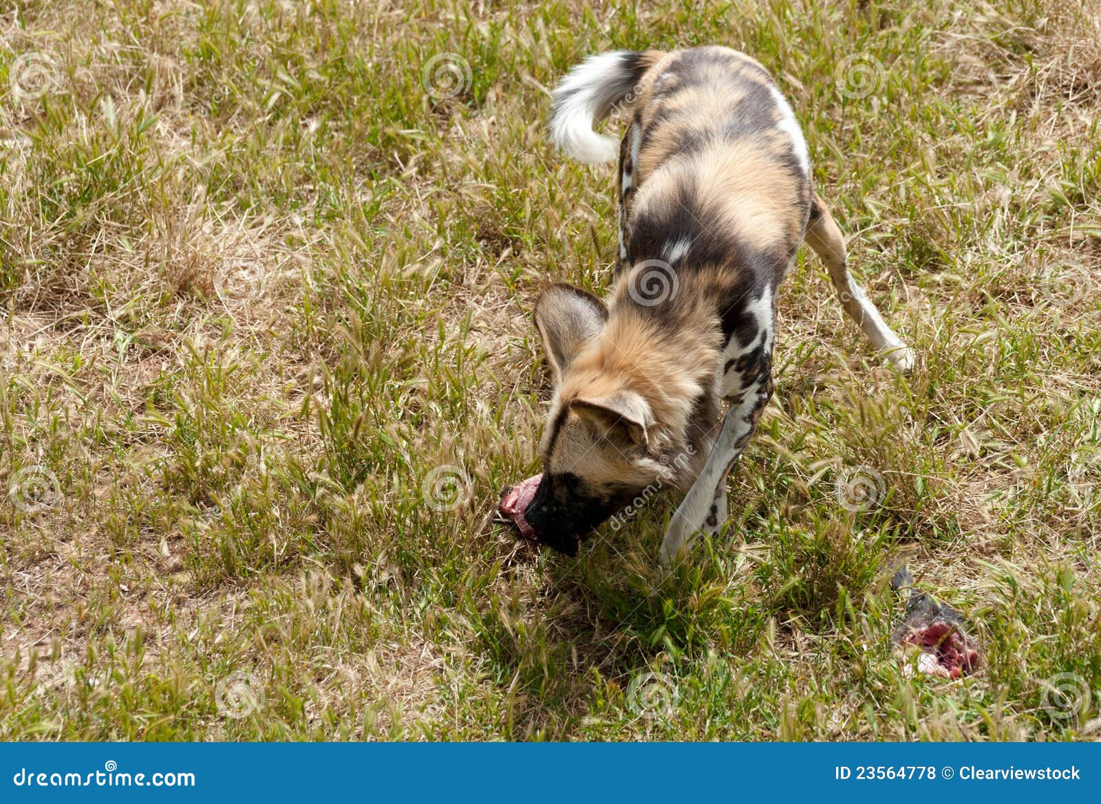 Cape Hunting Dog Eating Meat Stock Photo Image of animal, hunting