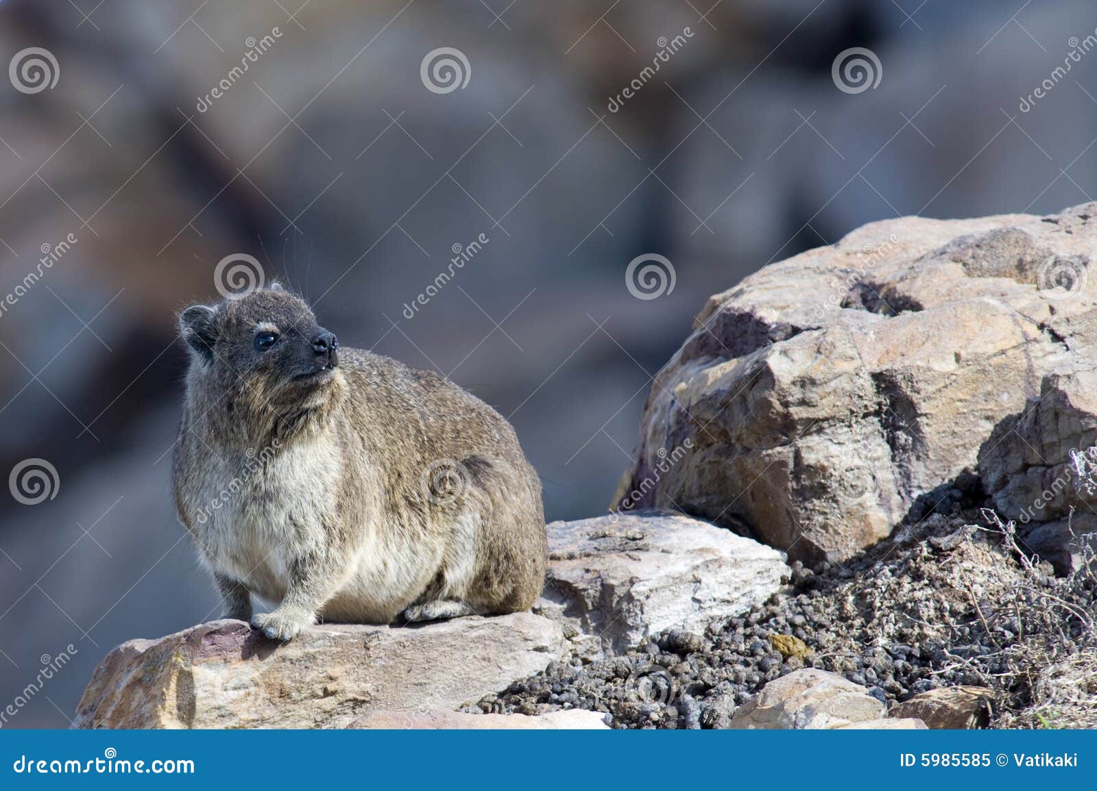 cape hyrax