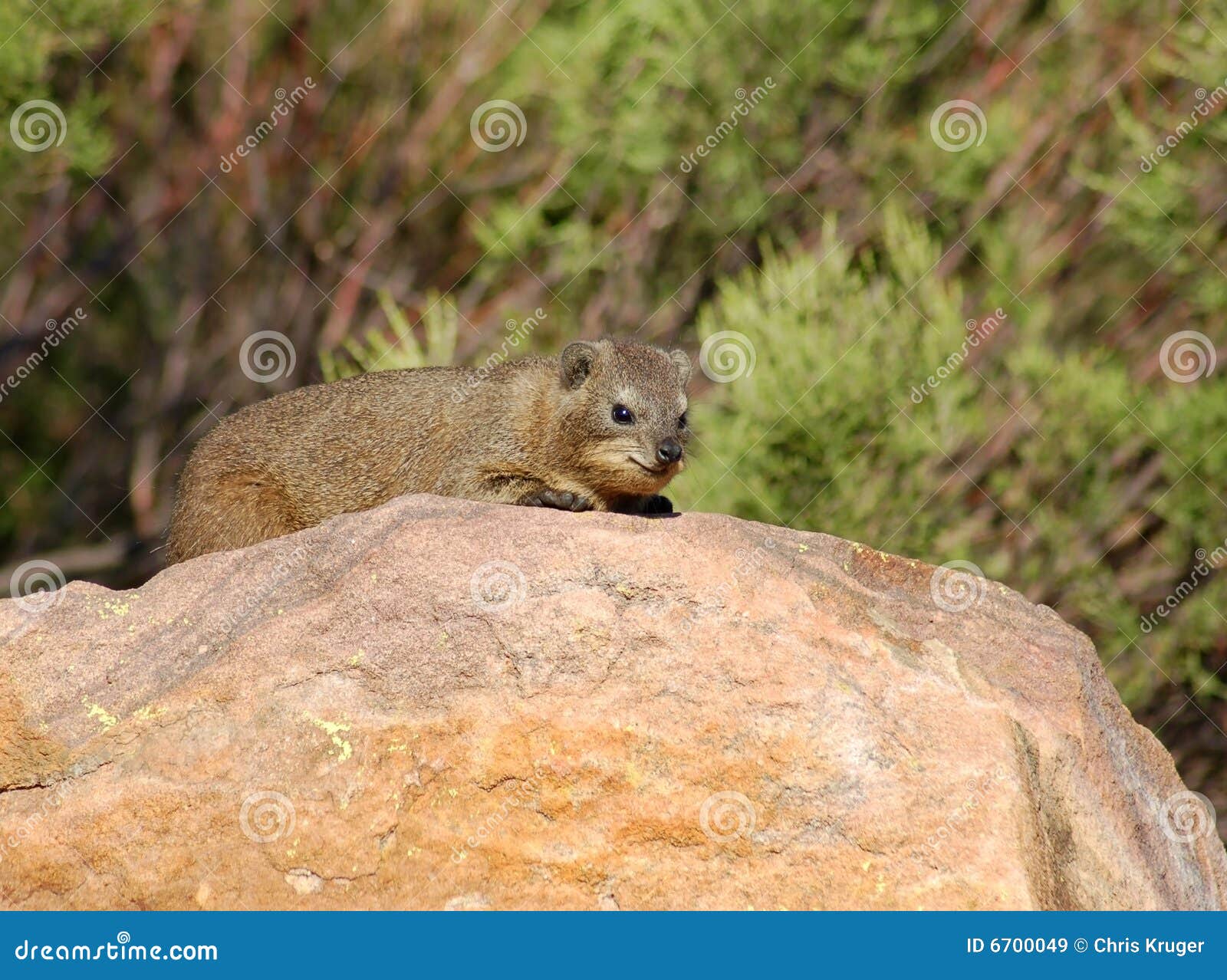 cape hyrax, or rock hyrax, (procavia capensis)