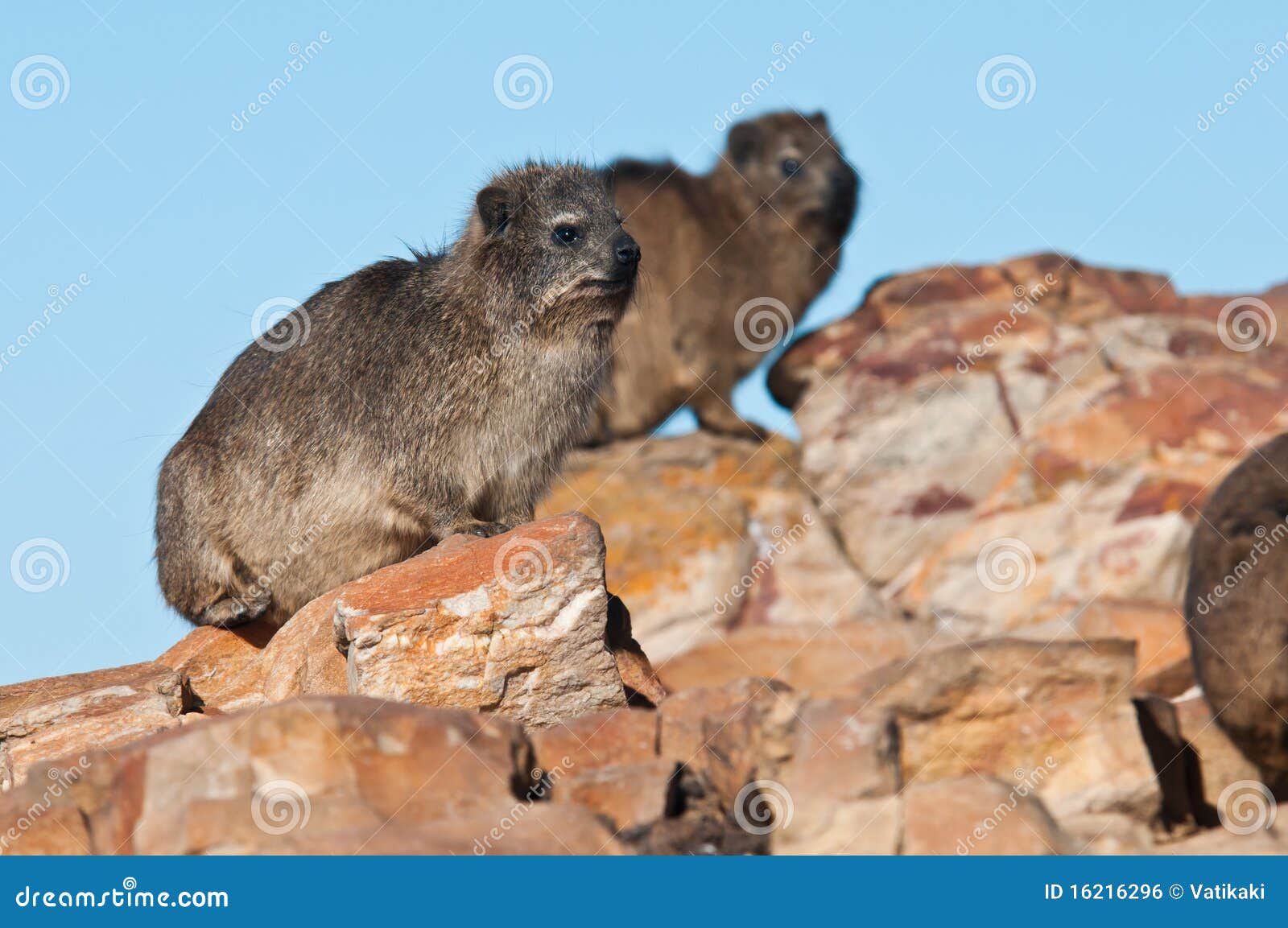 cape hyrax sitting on a rock