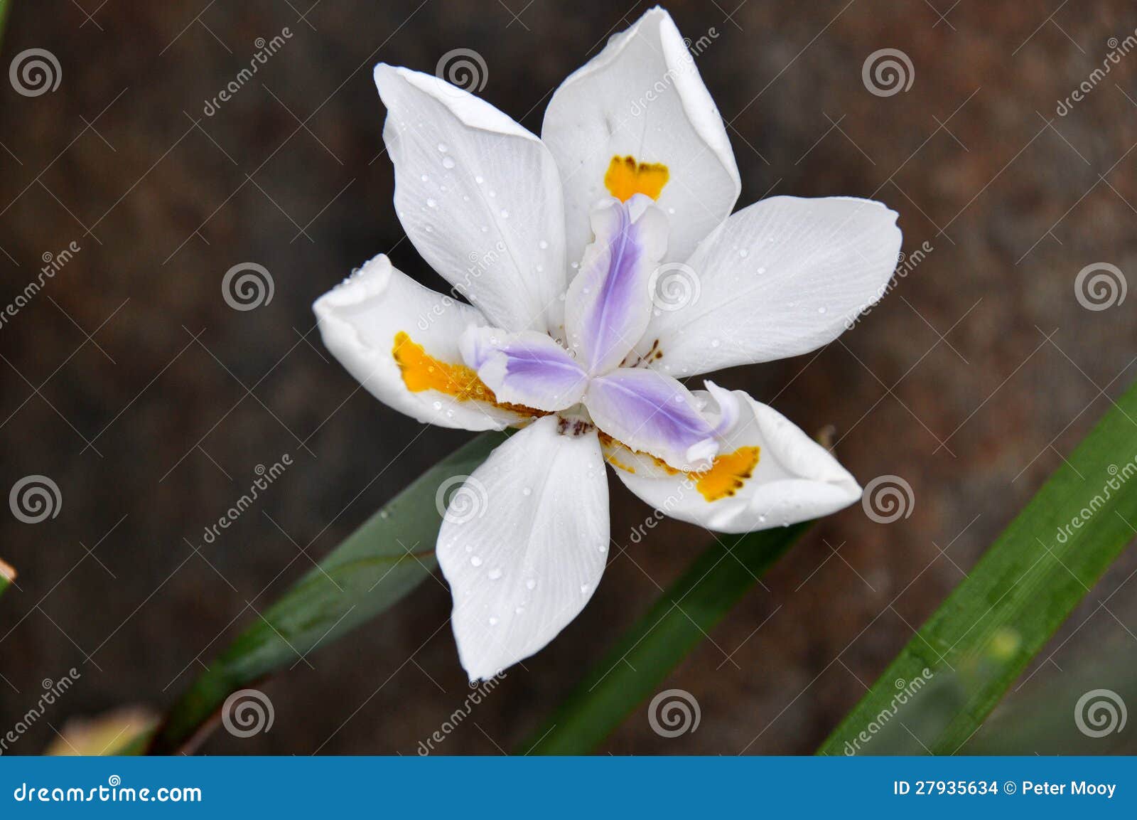 Cape Iris Form South Africa Stock Photo Image of blue, color 27935634