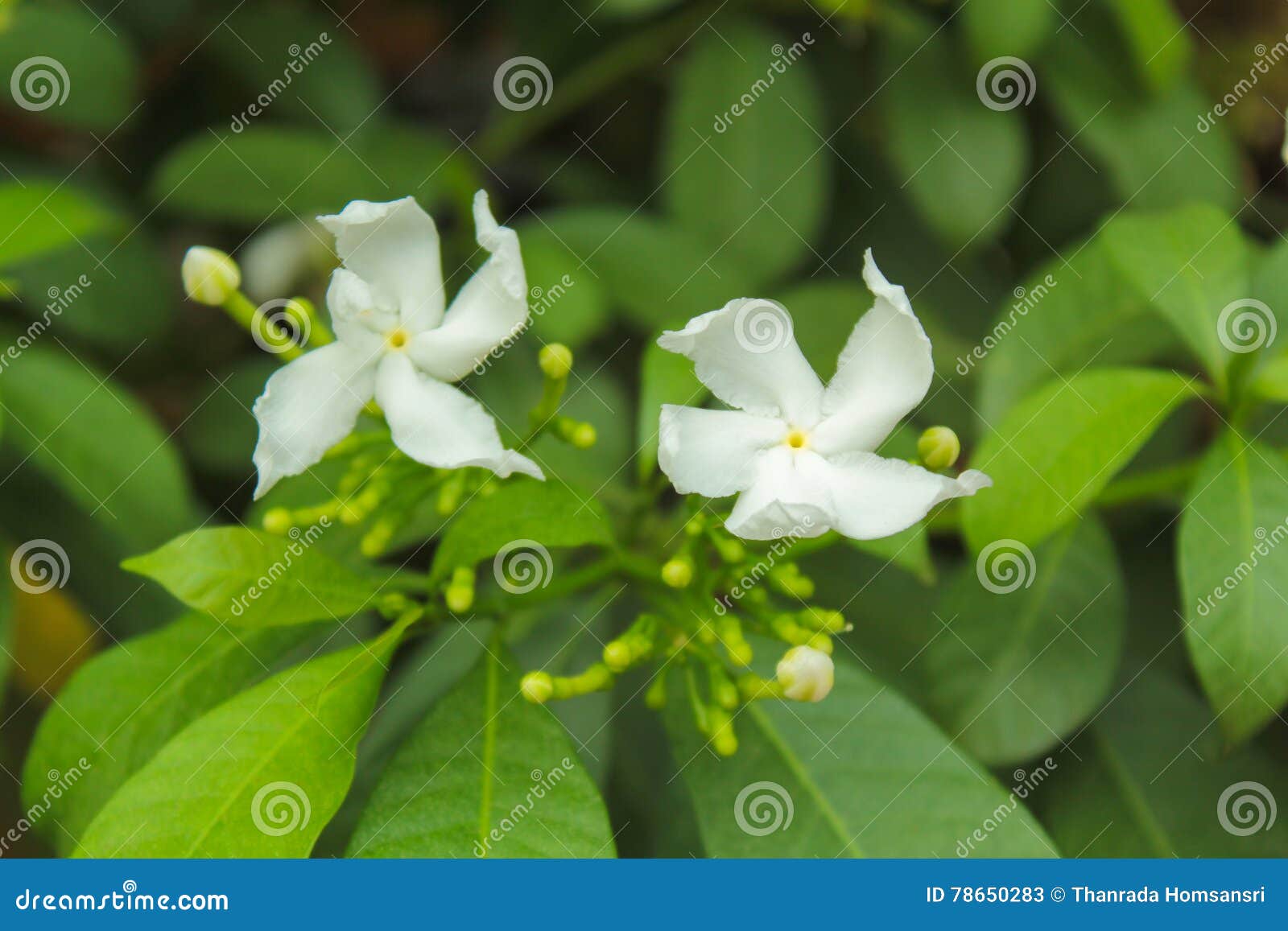 How to grow a beautiful jasmine gardenia house How to grow a beautiful jasmine gardenia house