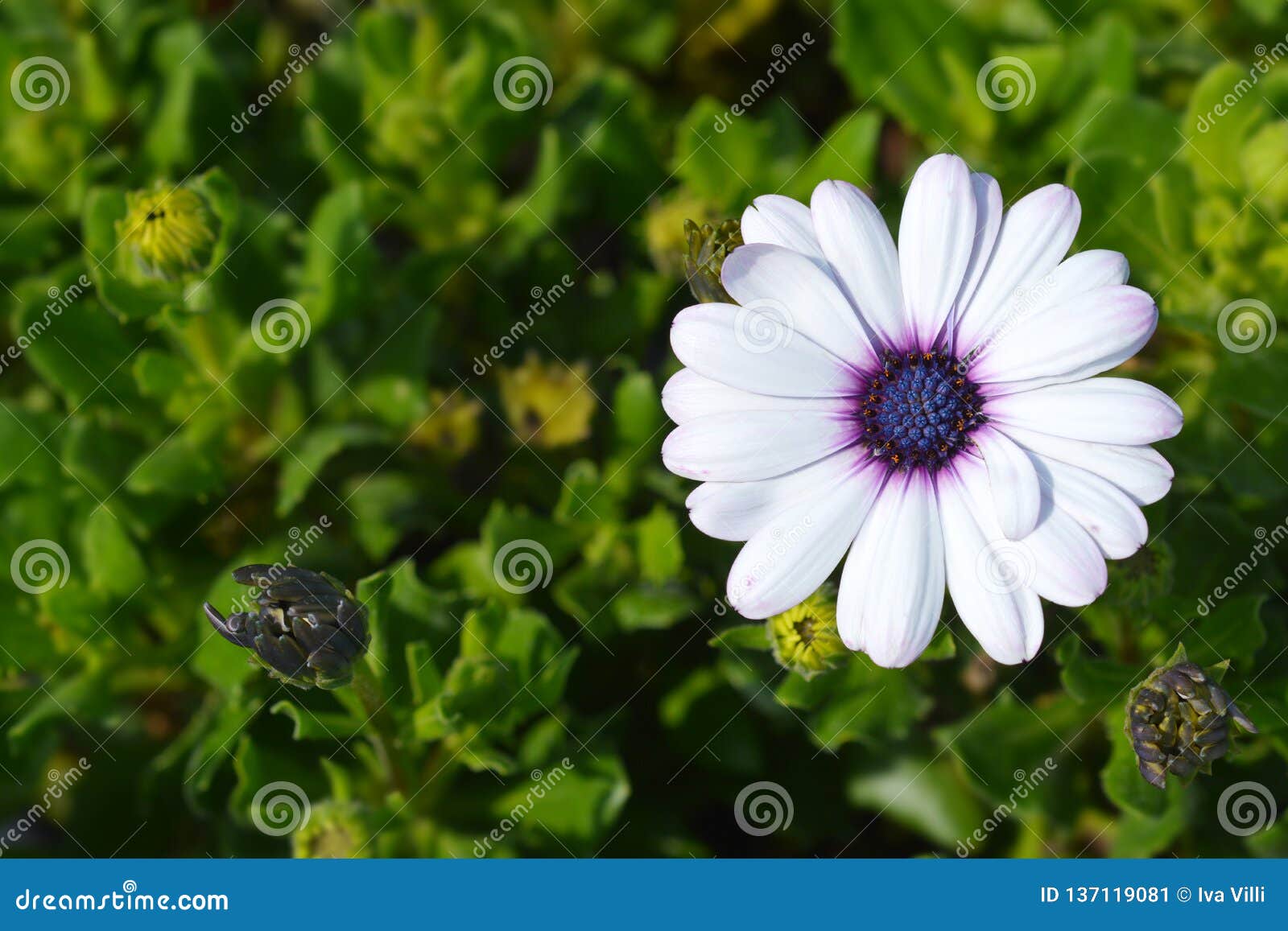 Cape marguerite stock image. Image of spring, marigold 137119081