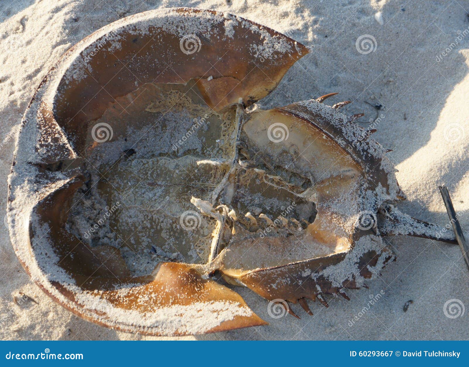 Cape May View of Horseshoe Crab Stock Image Image of sand, ocean