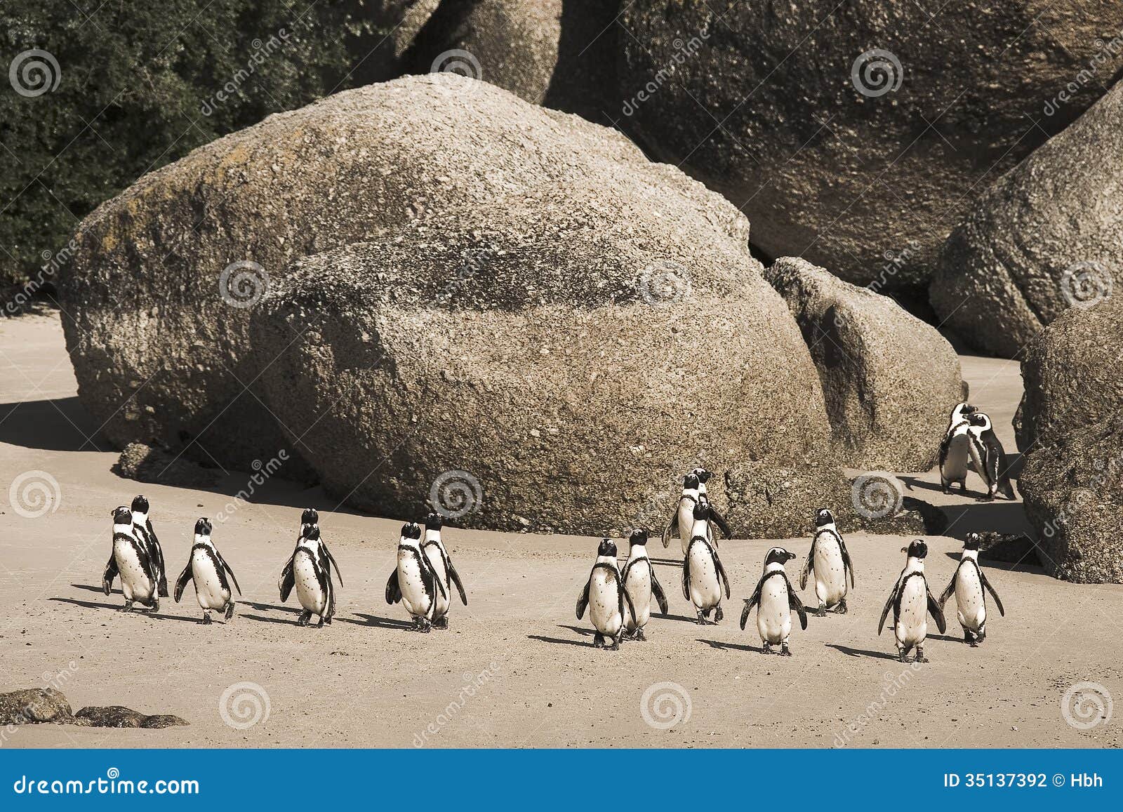 cape town penguin island in south africa