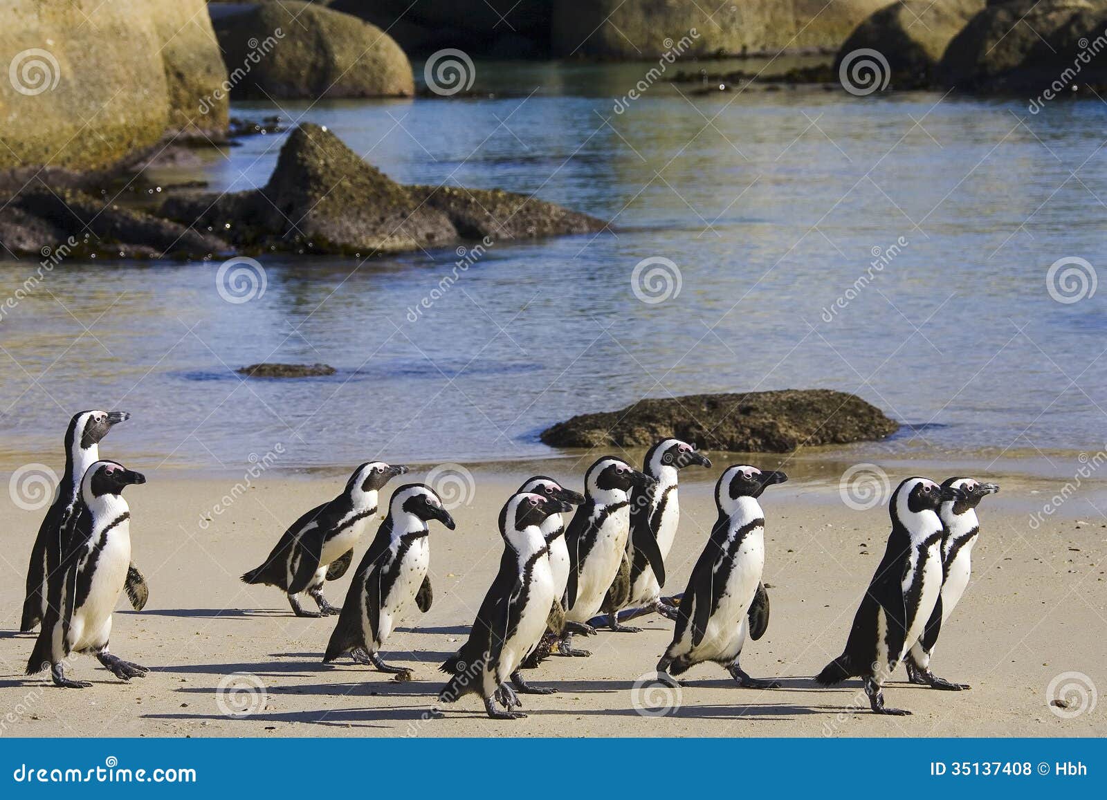 cape town penguin island in south africa