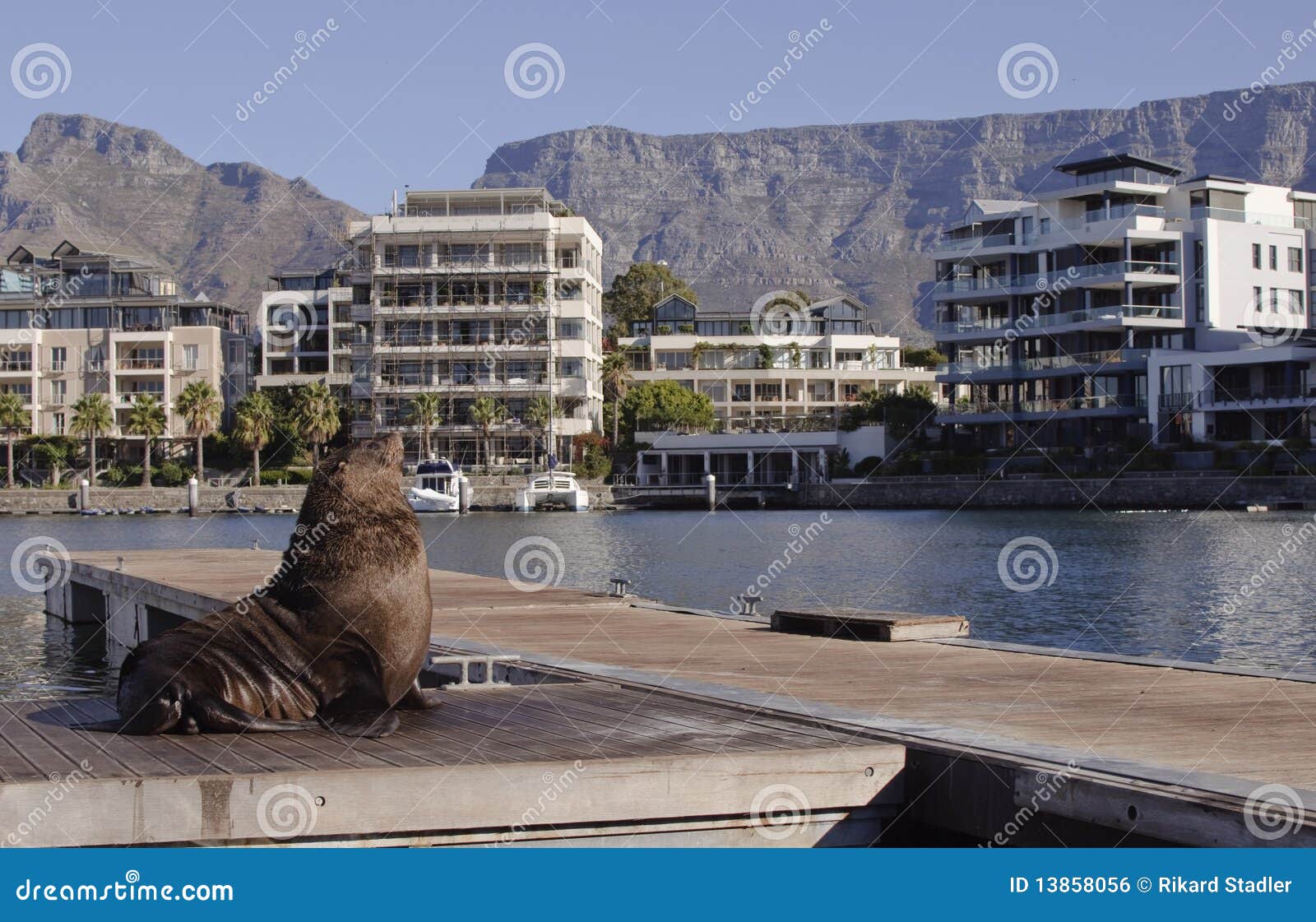 Cape Town seal stock photo. Image of water, jetty, nautical 13858056