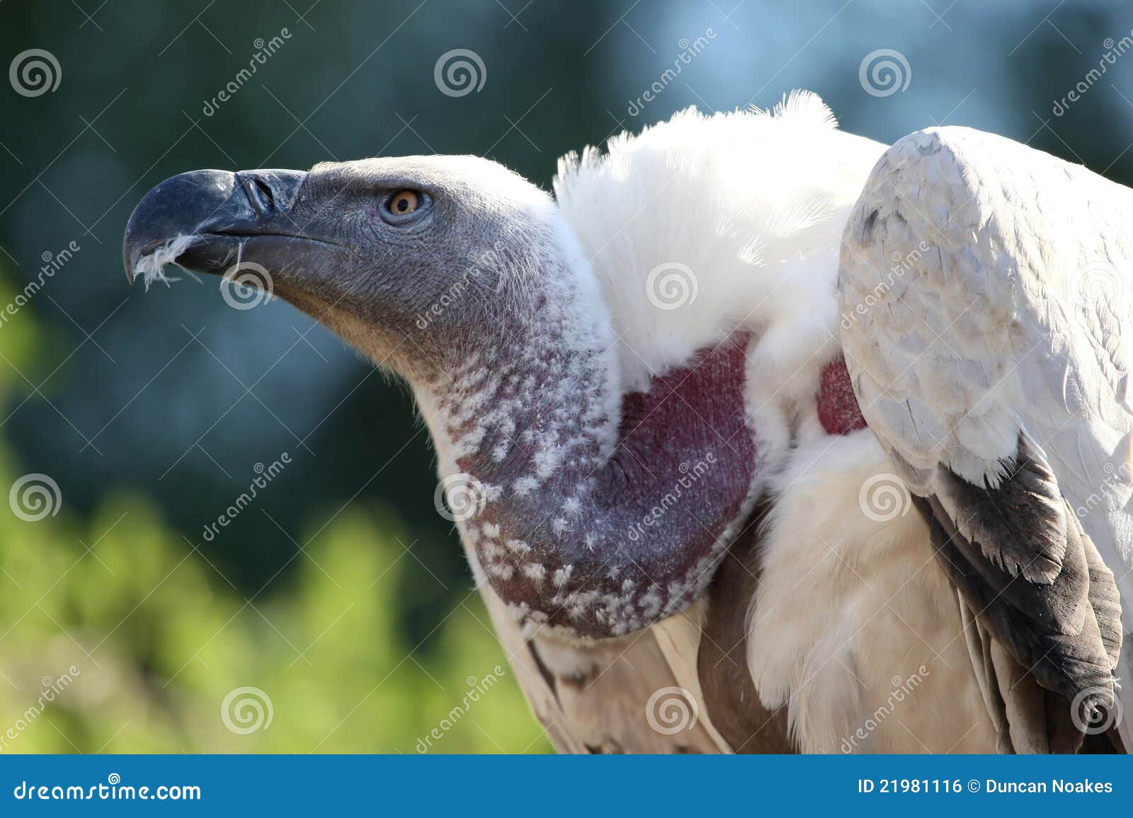 Cape Vulture Bird stock photo. Image of creature, feathers - 21981116