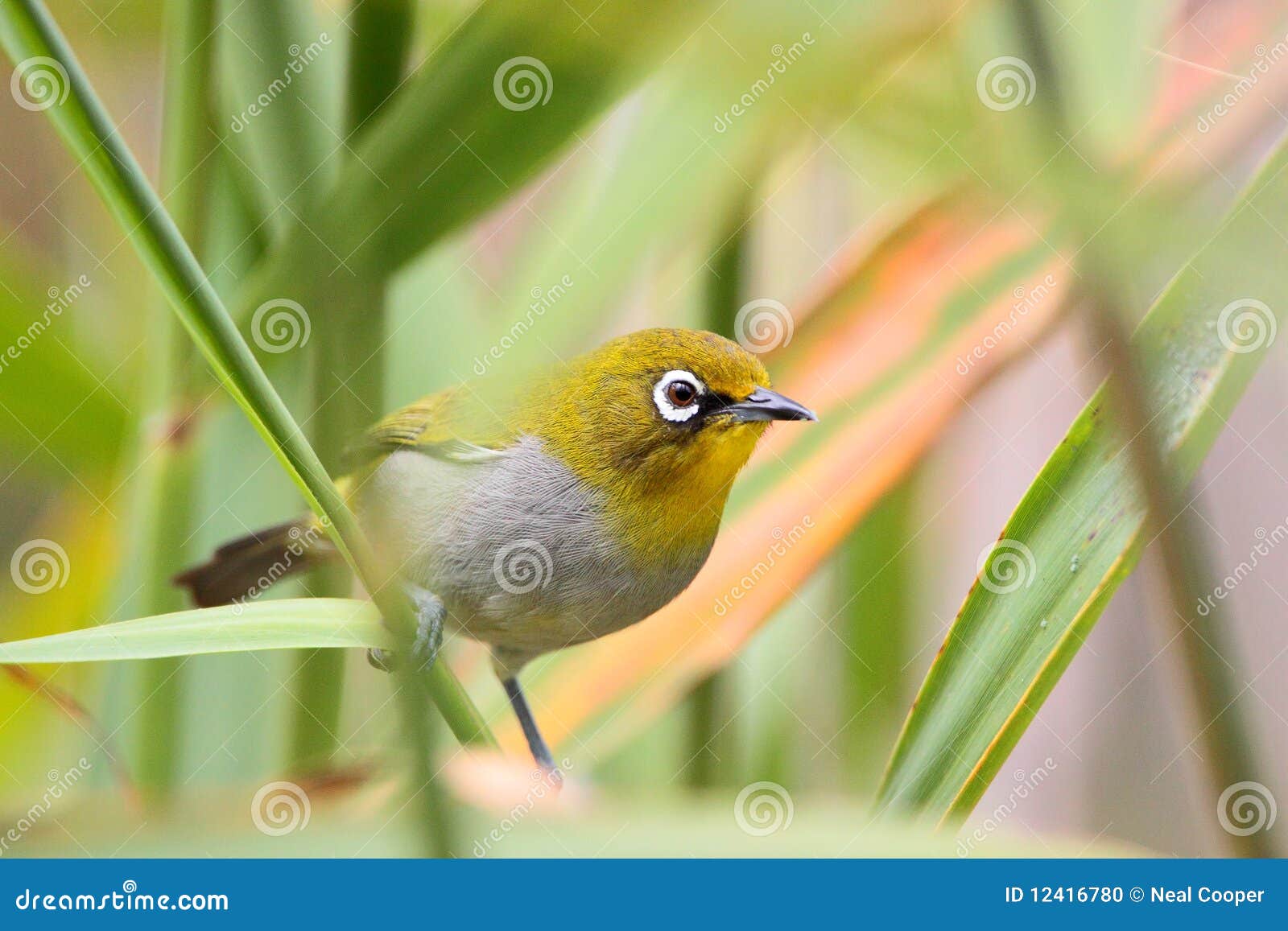 Cape White-Eye