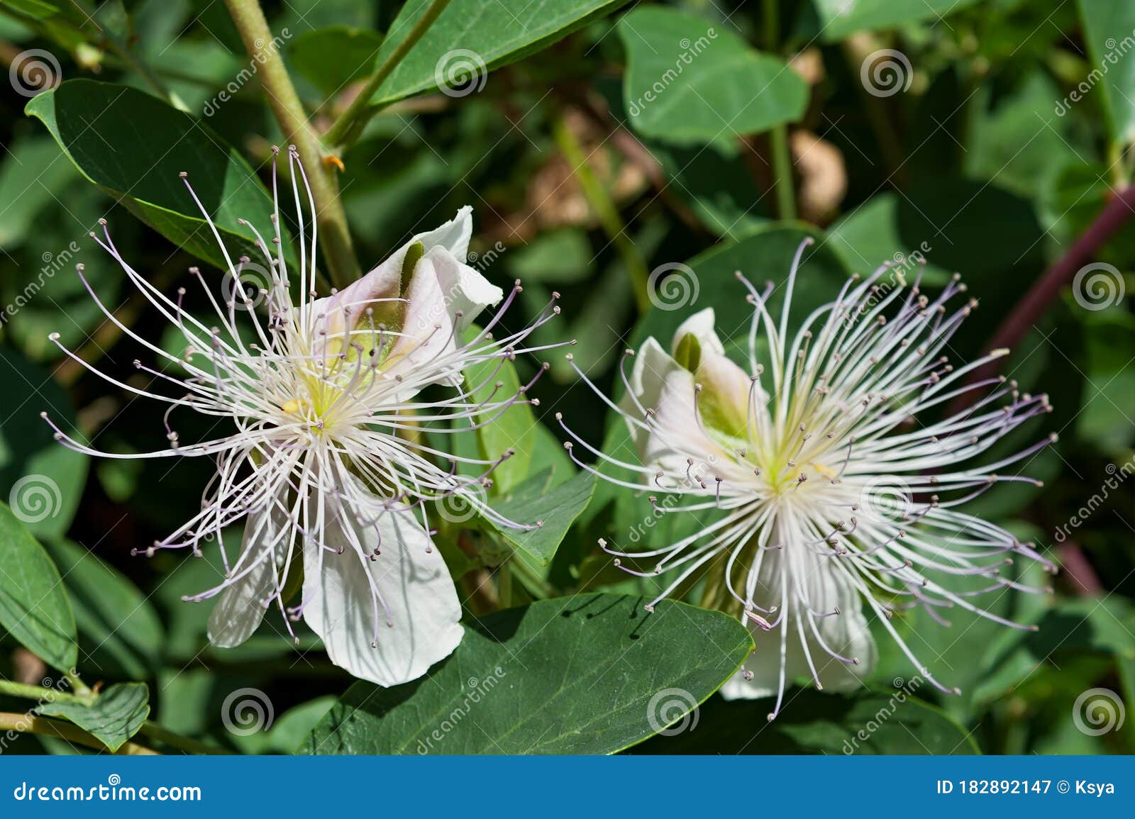 Caper Bush flowers closeup stock image. Image of cooking 182892147