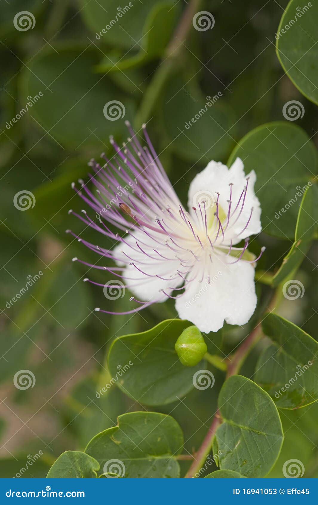 Caper Flower stock image. Image of fruit, closeup, organic 16941053