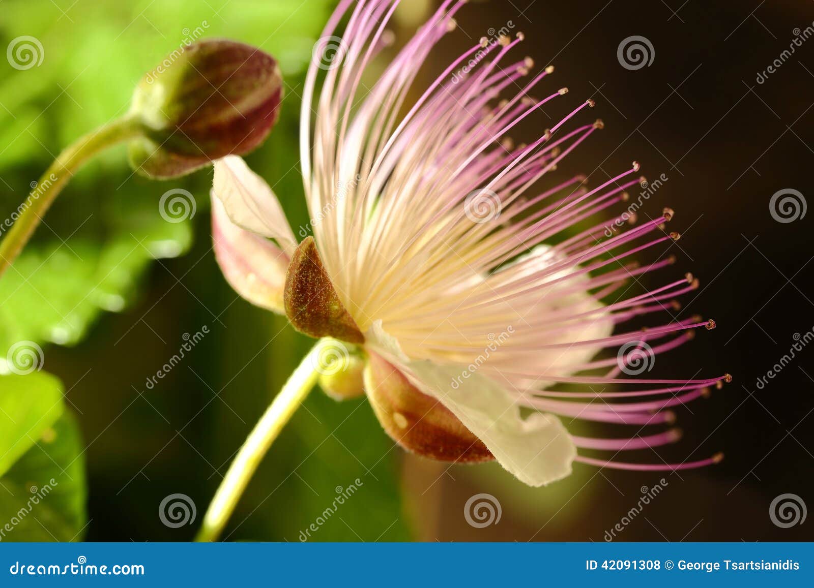 Caper flower stock photo. Image of nutrition, mediterranean 42091308