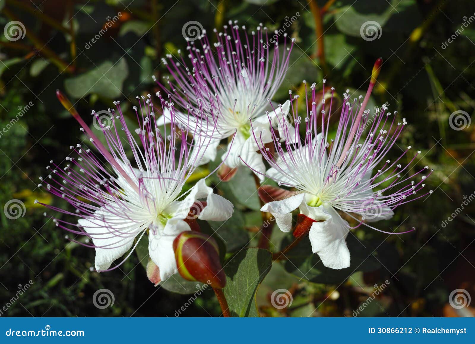 Caper flower stock photo. Image of flavoring, deli, fresh 30866212